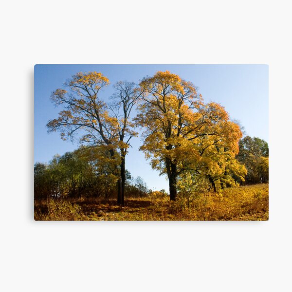 Shiny day Canvas Print