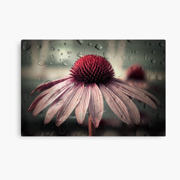 sad solitude Canvas Print