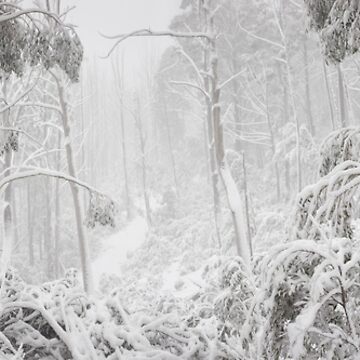 Artwork thumbnail, Snowy Trees, Alpine National Park, Victoria, Australia by Chockstone
