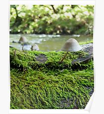mushroom Poster