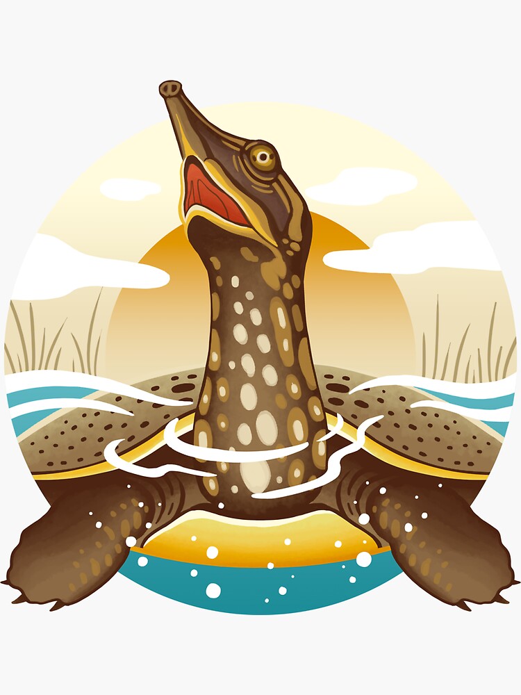 The Circles of Life: Spiny Softshell Turtle by franzanth