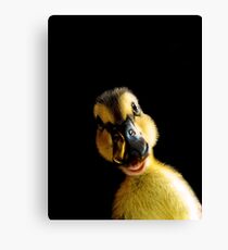 Just Ducky! Canvas Print