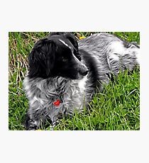 Springtime Companion Photographic Print