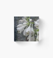 Flowering Hosta Acrylic Block