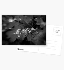 Lensbaby Postcards