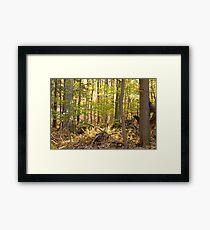 Golden Glade Framed Print