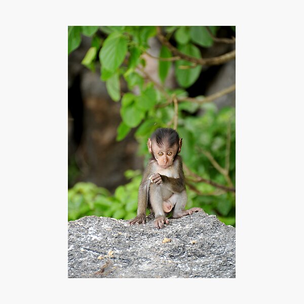 Baby Monkey Photographic Print