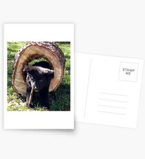Lieben Logger Postcards