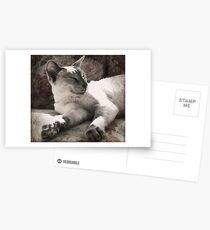 Hartford Resting Postcards
