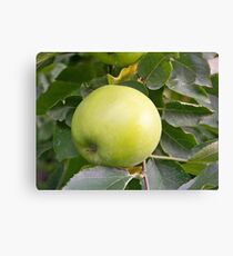 Lienzo Apple Harvest