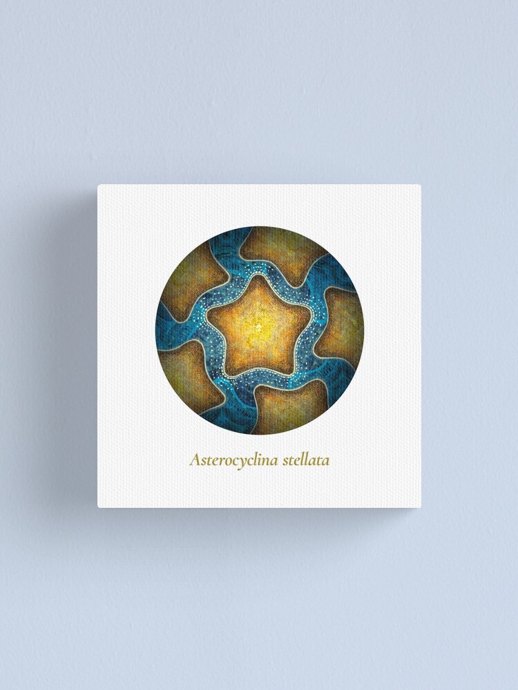 Alternate view of The Circles of Life: Asterocyclina stellata Canvas Print