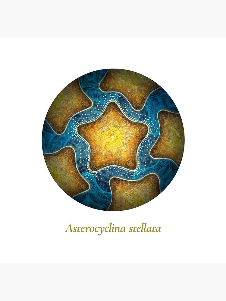The Circles of Life: Asterocyclina stellata by franzanth