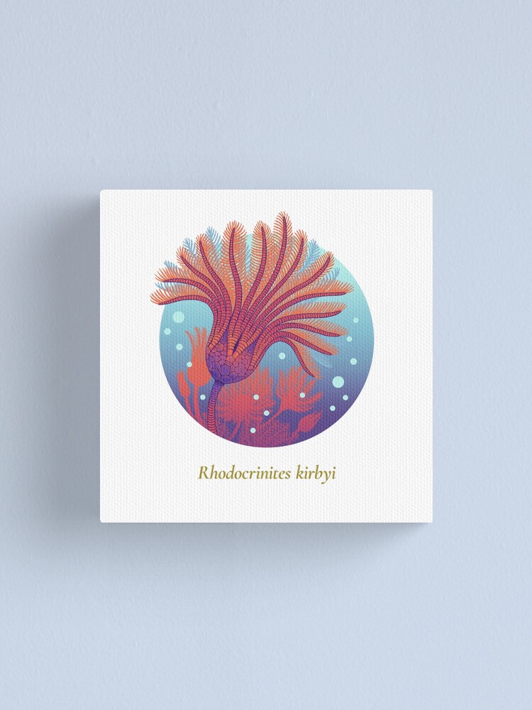 Alternate view of The Circles of Life: Rhodocrinites kirbyi Canvas Print