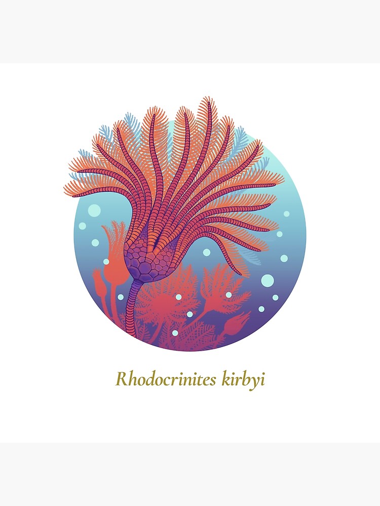 The Circles of Life: Rhodocrinites kirbyi by franzanth