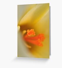Crocus Greeting Card