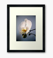Orchid Framed Print