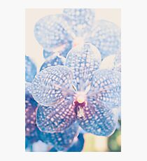 Résumé d'orchidée Impression photo
