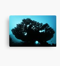 Into Light Canvas Print
