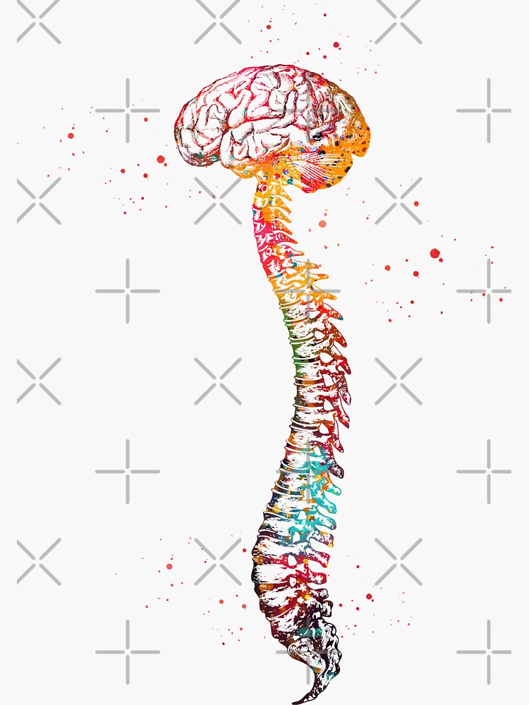 "Human Spine with Brain" Sticker by erzebetth | Redbubble