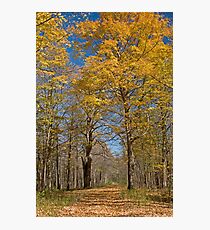 Along the path Photographic Print