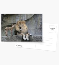 The Lion and The Lamb Postcards