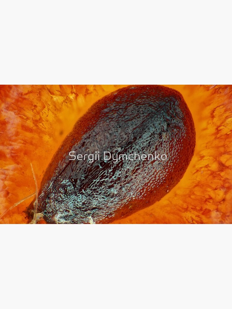 "Strawberry "seed" (achene) under the microscope" Mug by sdymchenko Redbubble