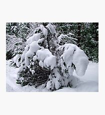 Snow Load Photographic Print
