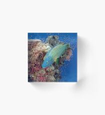 Humphead Wrasse Acrylic Block
