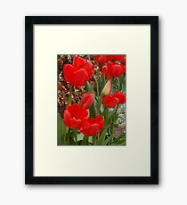 Tulips Framed Print