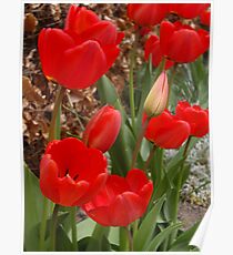 Tulips Poster