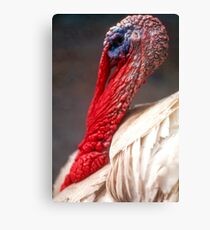 Butterball Canvas Print