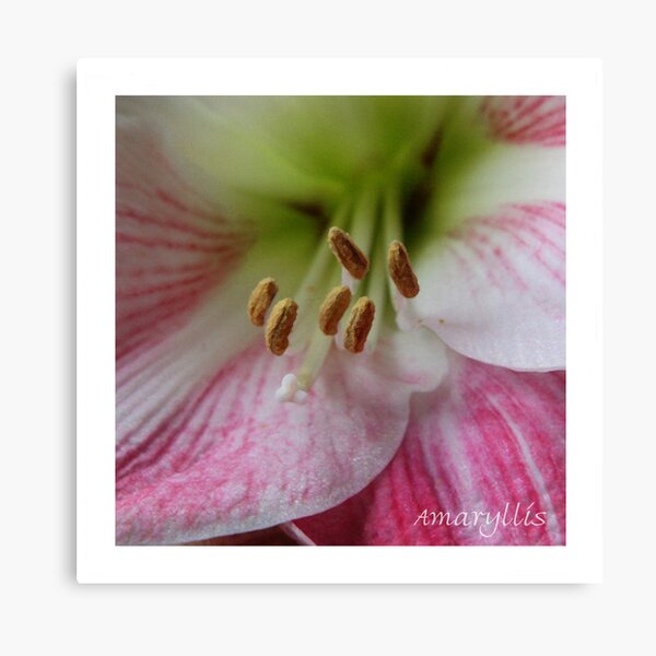 Amaryllis Canvas Print