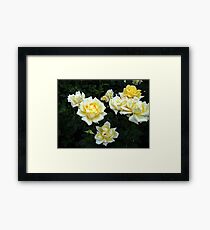 Berolina Rose Framed Print