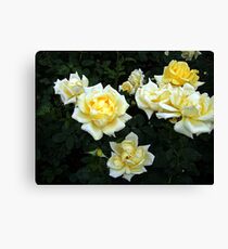Berolina Rose Canvas Print