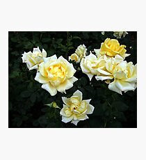Berolina Rose Photographic Print