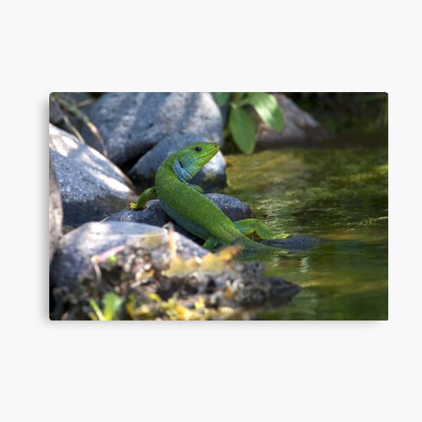 Balkan Green Canvas Print