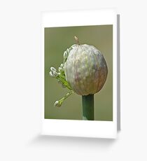 Out at Last!! Greeting Card