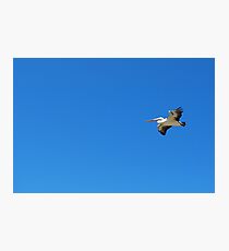 Pelican at Greenwell Point Photographic Print