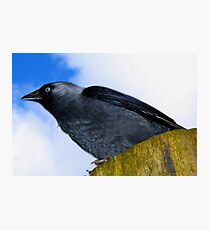 Jack! Photographic Print