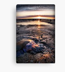 Stranded Canvas Print