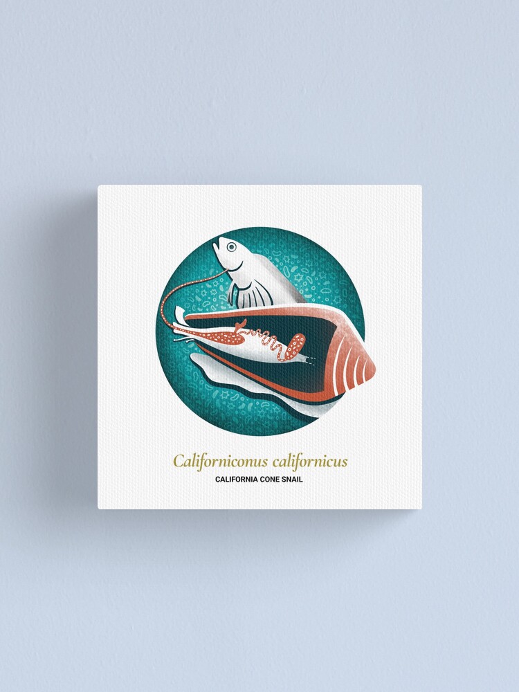 Alternate view of The Circles of Life: California Cone Snail Canvas Print