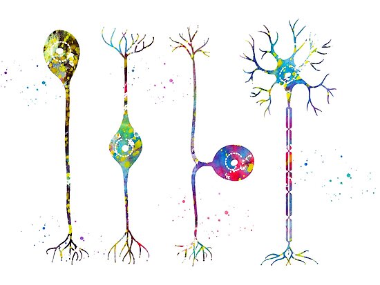 Pósters «Cuatro tipos de neuronas» de erzebetth Redbubble