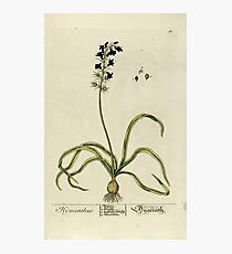 Hyacinthus Photographic Print
