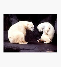 Polar bears Photographic Print