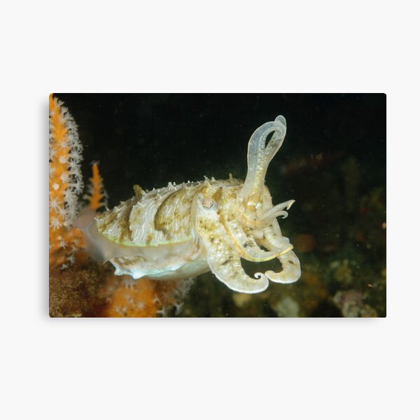 Mourning Cuttlefish - Sepia plangon Canvas Print