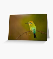 Rainbow Bee Eater, Northern Territory Greeting Card