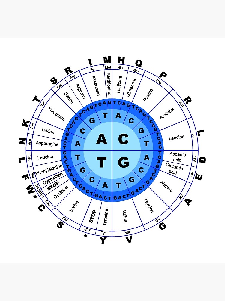 Dna Genetischer Code Kreis Gen Codon Aminosaure Galeriedruck