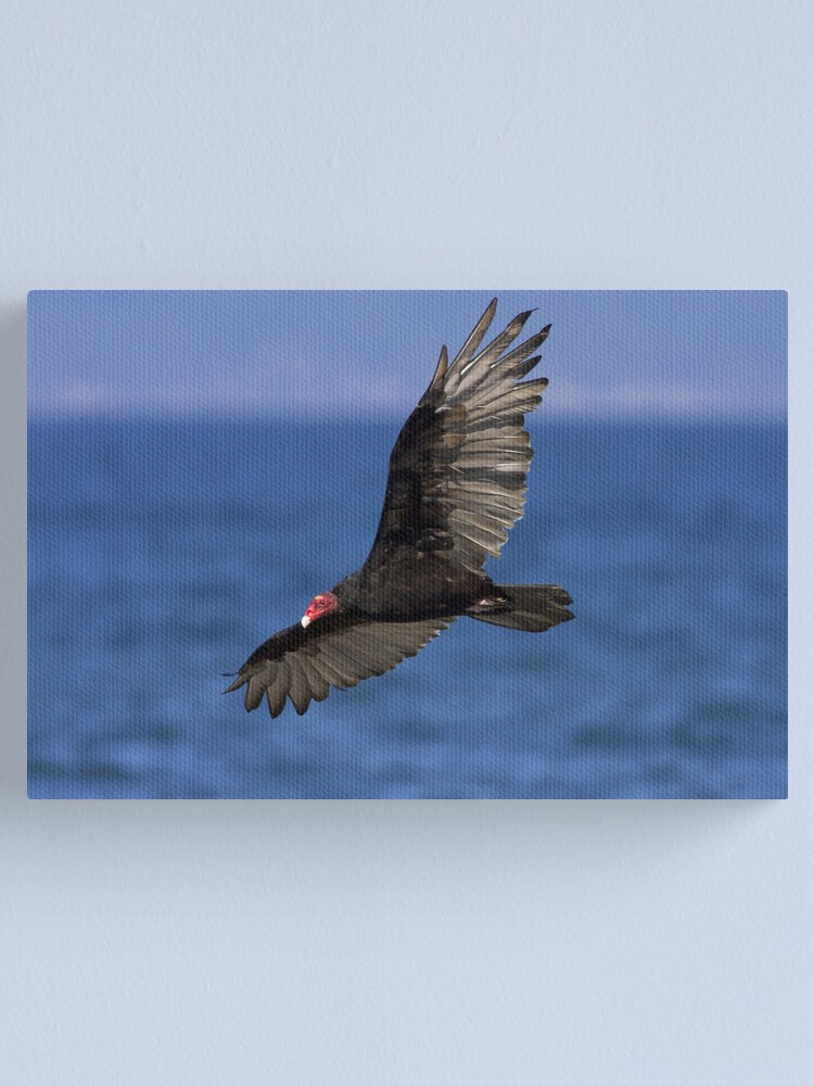 Alternate view of Turkey Vulture Canvas Print