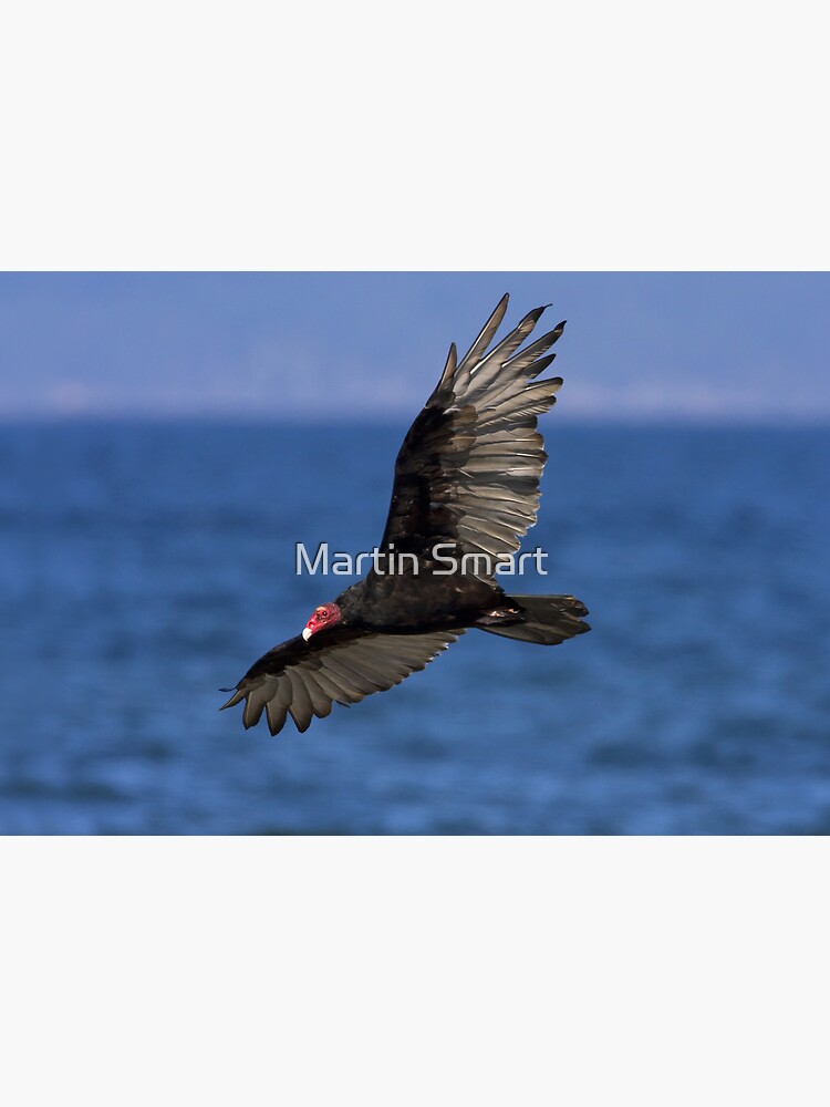 Turkey Vulture by MartinSmart
