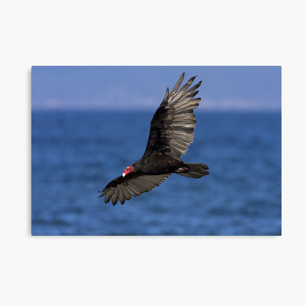 Turkey Vulture Canvas Print
